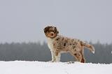 BERGER AUSTRALIEN PUPPIES 510